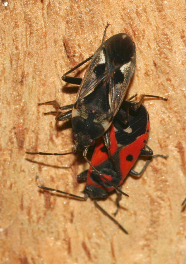 Lygaeidae e Pyrrhocoridae coinquilini.